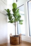 CRUSH Fiddle+Leaf+Fig
