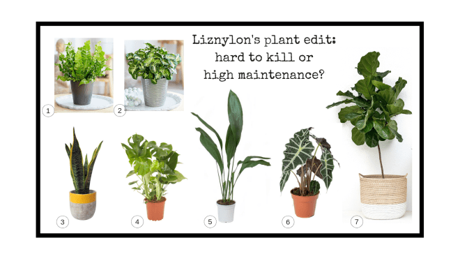 Liznylon_edit_hard_to_kill_plants